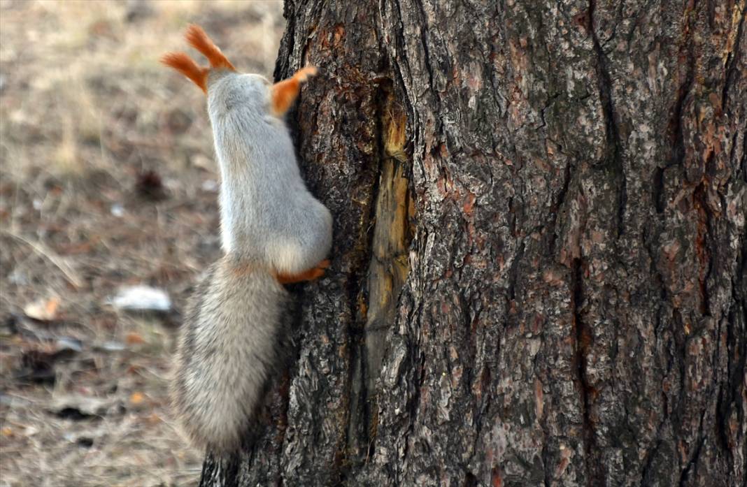 Doğanın renkli misafirleri! Kars'ta kızıl sincaplar yaşam alanlarında görüntülendi 12